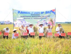 Gubernur Herman Deru Panen Raya Padi IP 200 di Banyuasin: Bukti Konsistensi Petani dan Dukungan Pemprov Sumsel